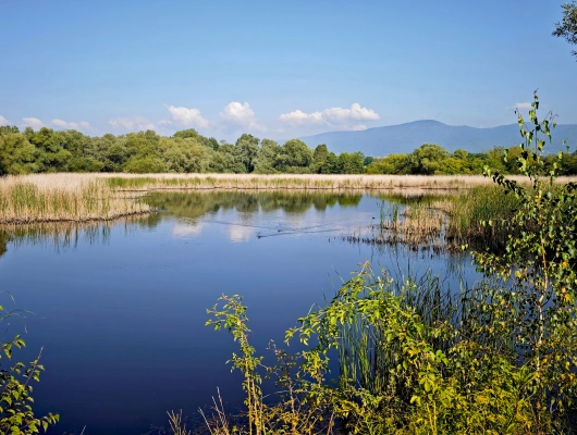 Mokřad a vodní plocha obklopená přírodní vegetací